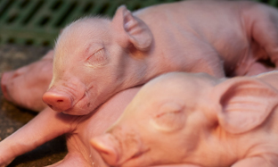 Low weight gain and mortality rate